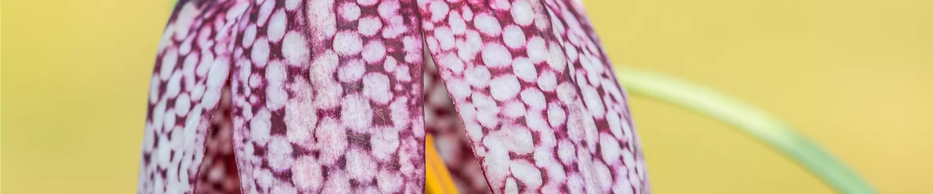 Fritillaria meleagris Fritillaria meleagris
