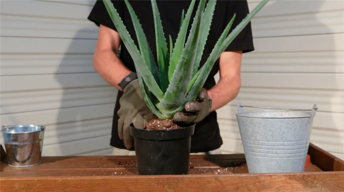 agave stachel gestochen Agave stricta – Igel-Agave als Kugel main image 0
