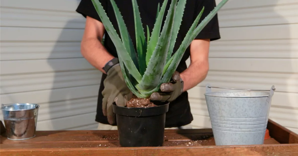 Aloe Vera - Umtopfen