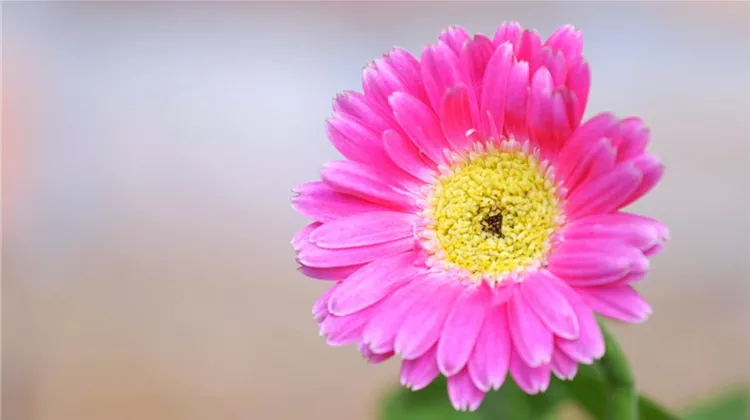 Gerbera - Einpflanzen im Garten