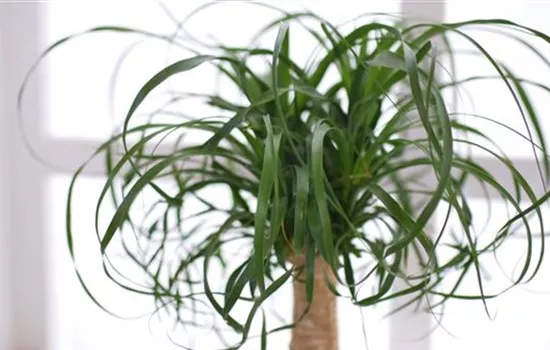 Elefantenfuß - Einpflanzen in ein Gefäß Elefantenfuß - Einpflanzen in ein Gefäß