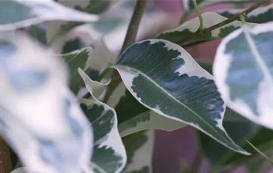 Birkenfeige - Umtopfen Birkenfeige - Umtopfen