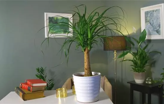 Zimmerpflanzenportrait - Elefantenfuß Zimmerpflanzenportrait - Elefantenfuß