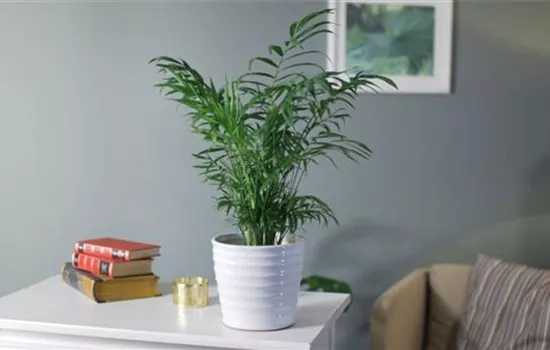 Zimmerpflanzenportrait - Bergpalme Zimmerpflanzenportrait - Bergpalme