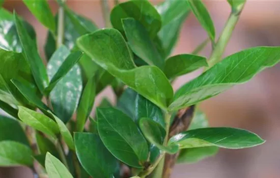 Glücksfeder - Umtopfen Glücksfeder - Umtopfen