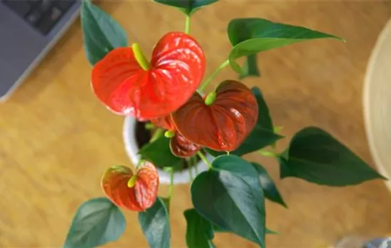 Zimmerpflanzen Portrait - Flamingoblume Zimmerpflanzen Portrait - Flamingoblume