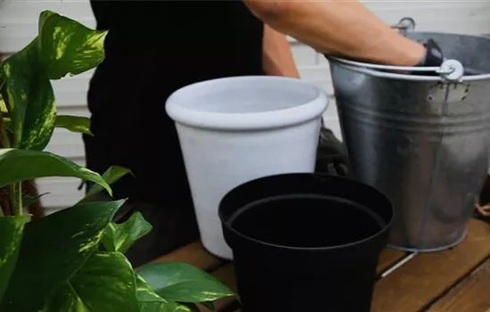 Efeutute - Umtopfen Efeutute - Umtopfen