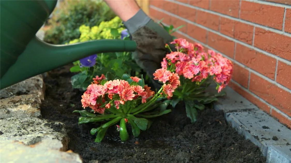 Gewhnliche Bitterwurz - Einpflanzen im Garten