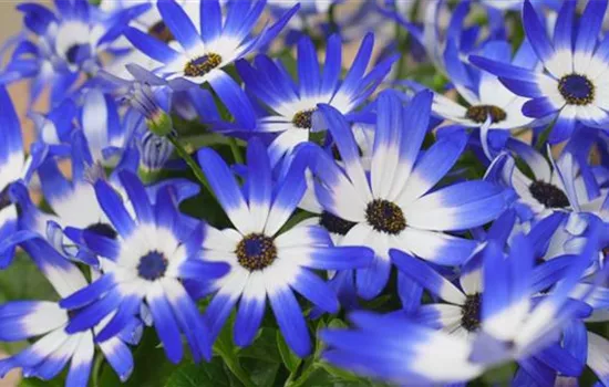 Aschenblumen - Einpflanzen im Garten Aschenblumen - Einpflanzen im Garten