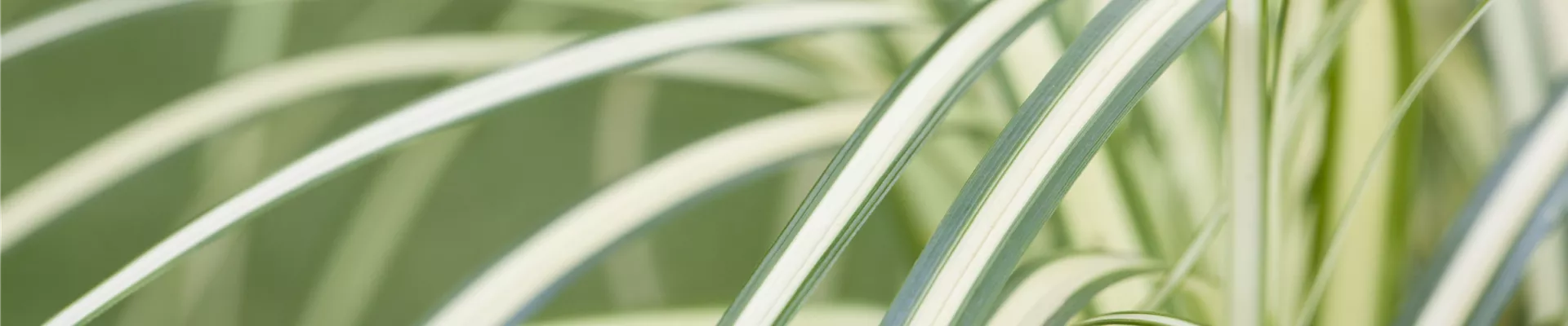 Carex oshimensis 'Evergold' Carex oshimensis 'Evergold'