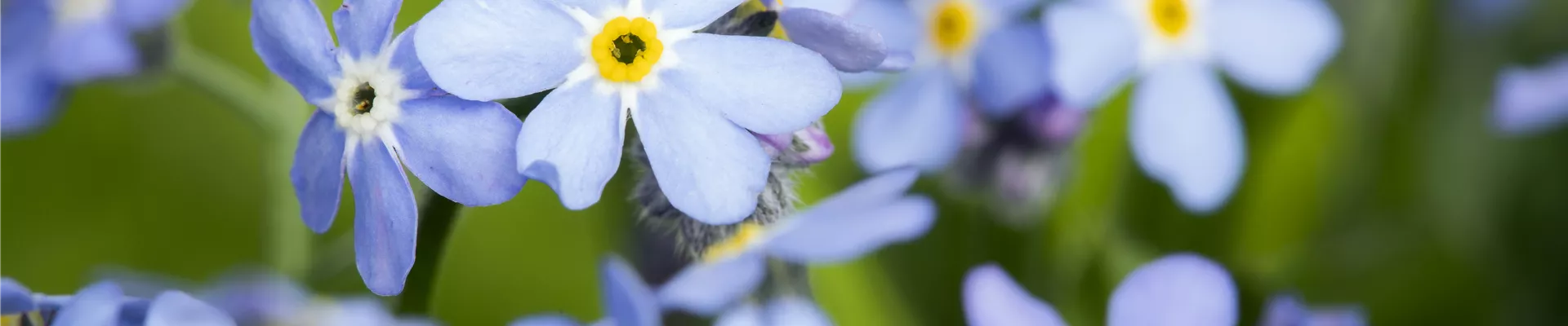 Myosotis sylvatica, blau Myosotis sylvatica, blau