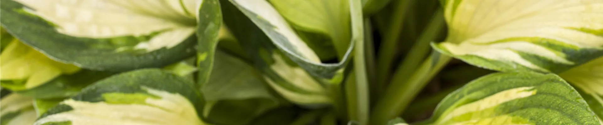 Hosta Hosta