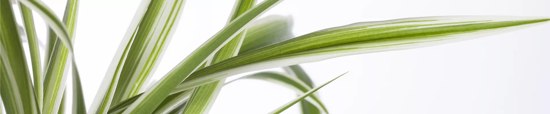 Chlorophytum comosum 'Variegatum' Chlorophytum comosum 'Variegatum'