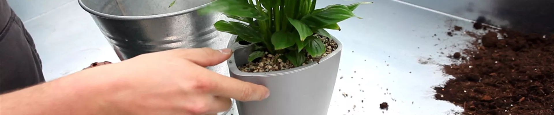 Einblatt - Einpflanzen in ein Gefäß (4) Einblatt - Einpflanzen in ein Gefäß (4)