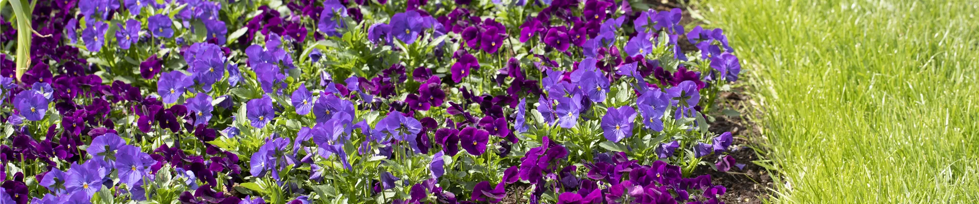 Viola cornuta Viola cornuta