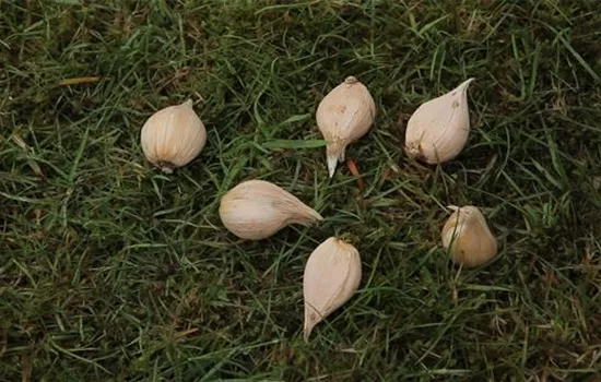 Netzblatt-Schwertlilie - Blumenzwiebeln einpflanzen Netzblatt-Schwertlilie - Blumenzwiebeln einpflanzen