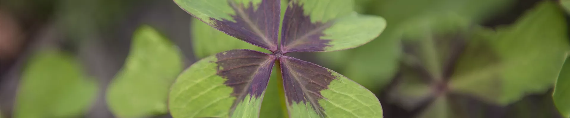 Oxalis deppei Oxalis deppei