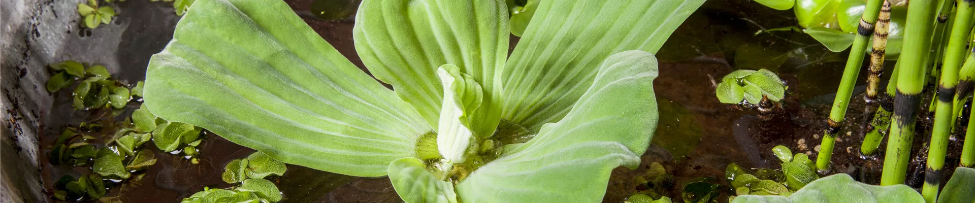 Pistia stratiotes Pistia stratiotes