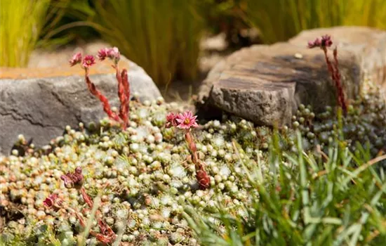 Der Steingarten – kleine Gebirge und Überlebenskünstler Der Steingarten – kleine Gebirge und Überlebenskünstler
