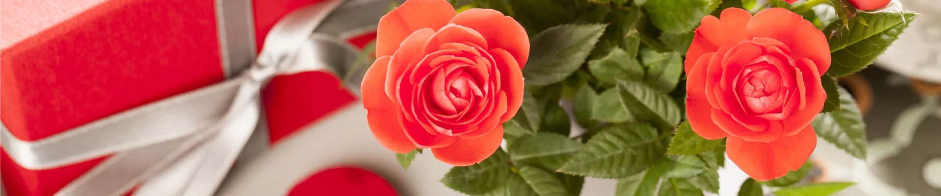 Edelrose, rot Edelrose, rot