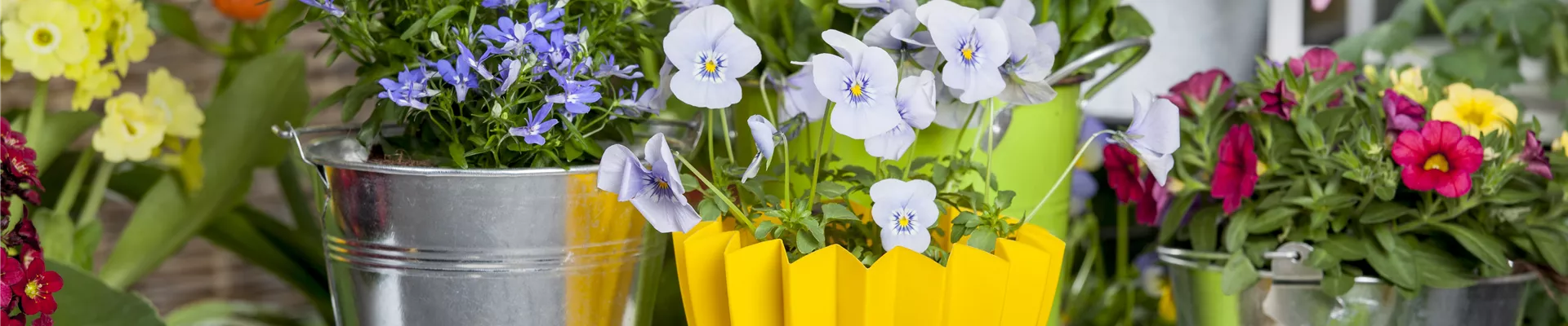 Viola cornuta Viola cornuta