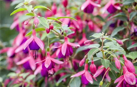 Fuchsien als Blickfang Fuchsien als Blickfang
