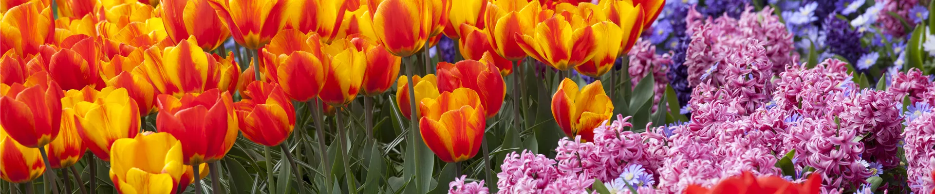 Blumenzwiebeln Blumenzwiebeln