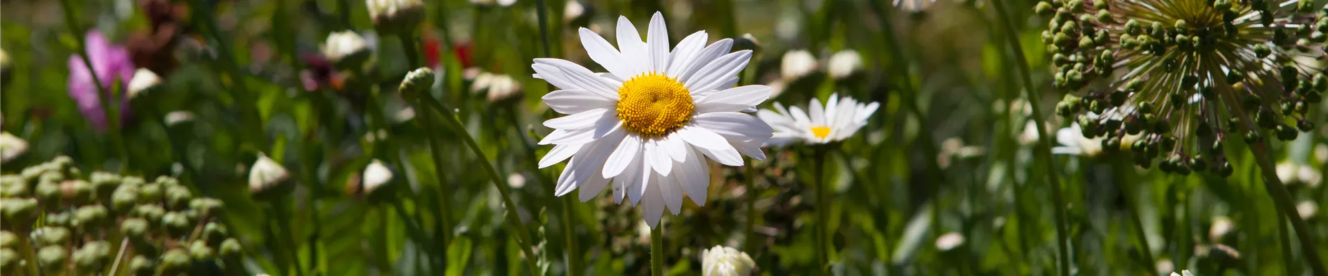 Chamaemelum nobile Chamaemelum nobile