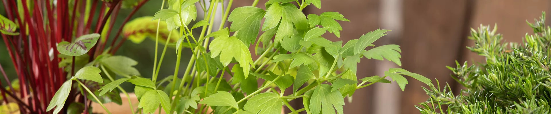 Levisticum officinale Levisticum officinale