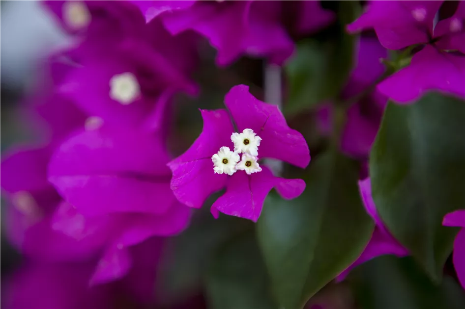 Bougainvillea  Die Wunderblume richtig pflegen - Deltaflor
