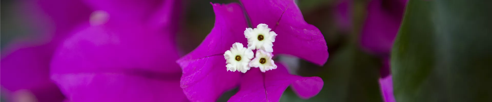 Bougainvillea Bougainvillea