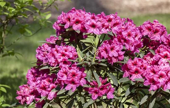 Der Rhododendron – der stilvolle Klassiker Der Rhododendron – der stilvolle Klassiker