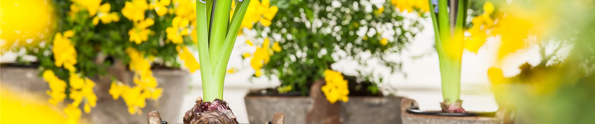 Hyacinthus orientalis Hyacinthus orientalis