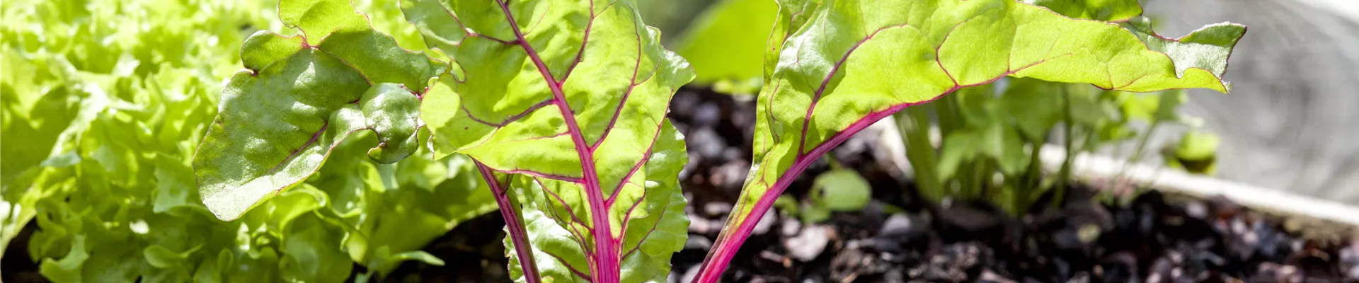 Beta vulgaris var. cicla Beta vulgaris var. cicla