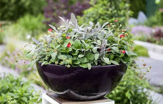 Urbaner Garten – was ist das? Urbaner Garten – was ist das?