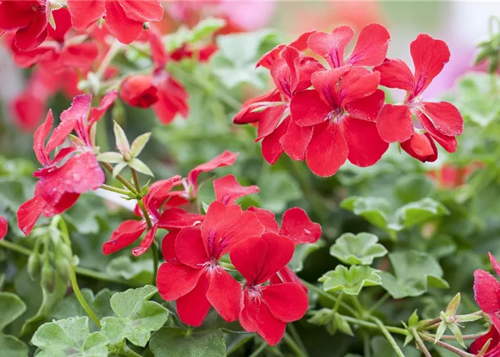 Die idealen Nachbarn für Geranien
