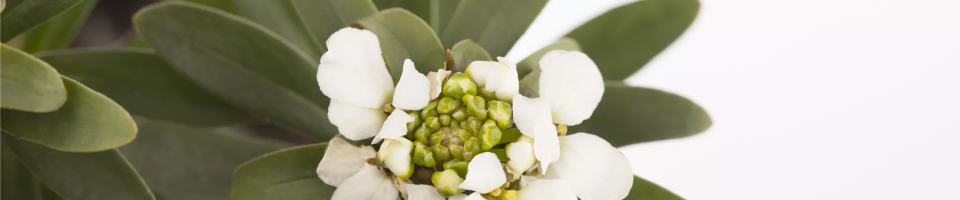 Iberis sempervirens Iberis sempervirens