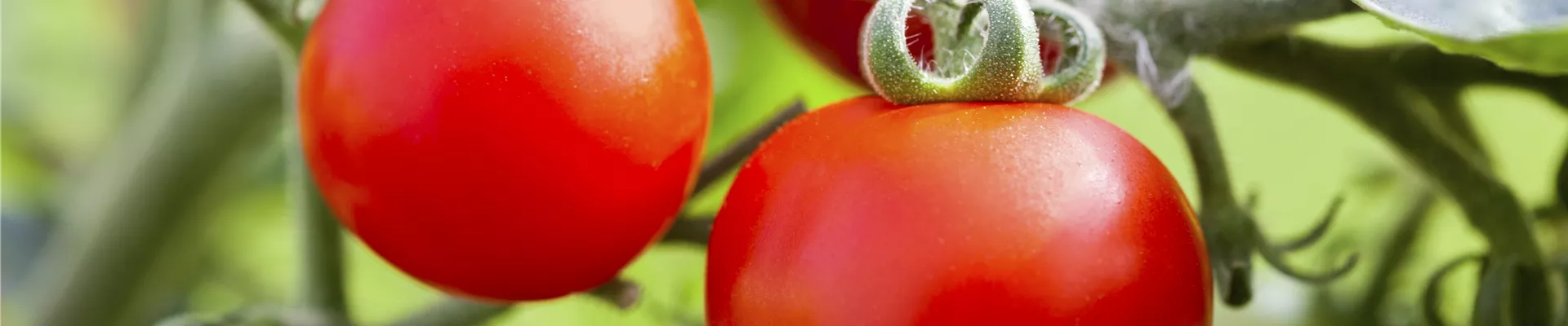 Solanum lycopersicum Solanum lycopersicum