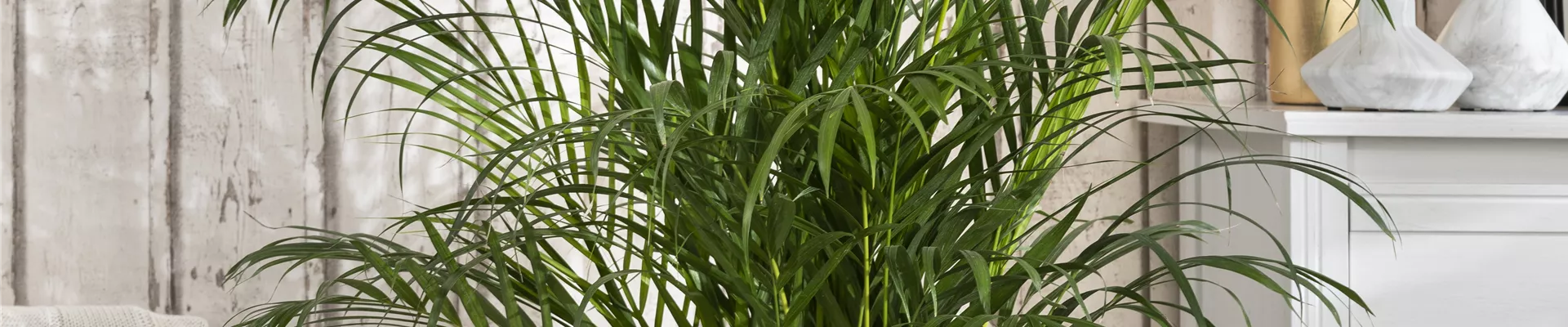 Chrysalidocarpus lutescens Chrysalidocarpus lutescens