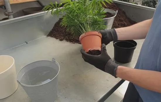 Kentia-Palme - Umtopfen Kentia-Palme - Umtopfen