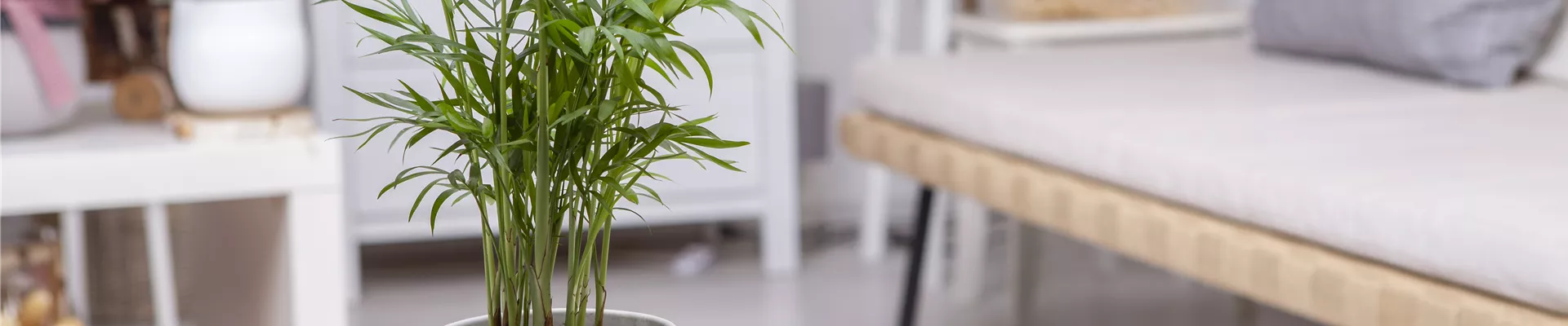 Chamaedorea elegans Chamaedorea elegans