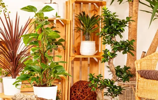 Längerer Urlaub – was wird aus den Zimmerpflanzen? Längerer Urlaub – was wird aus den Zimmerpflanzen?