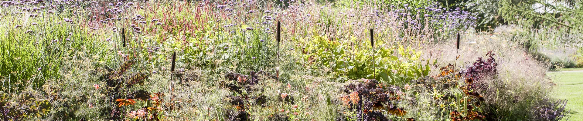 Beetpflanzen Beetpflanzen