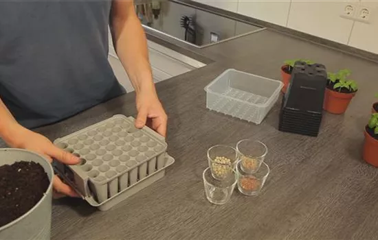 Tomaten - Aussäen von Samen Tomaten - Aussäen von Samen