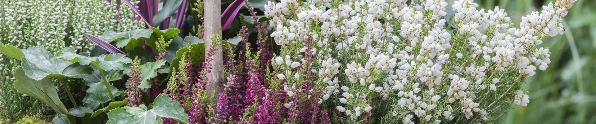 Erica gracilis Erica gracilis