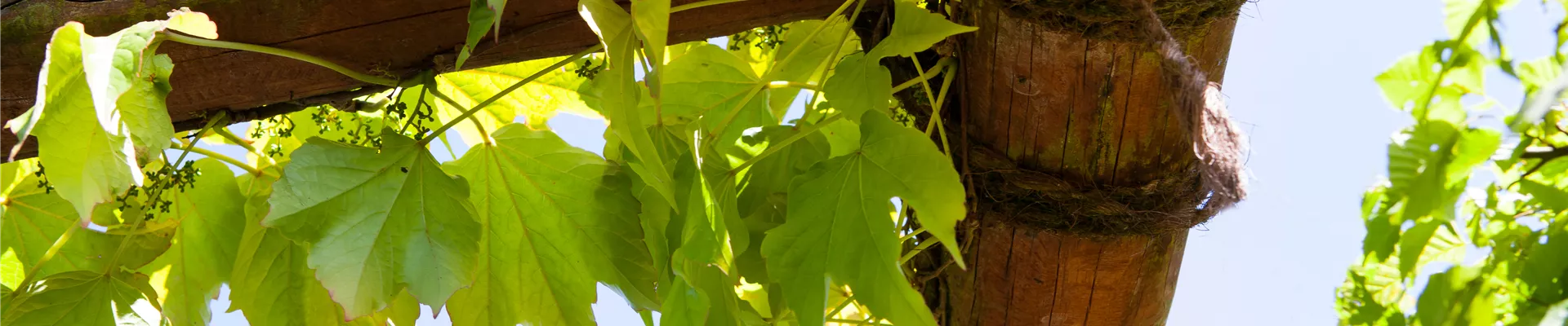 Parthenocissus tricuspidata 'Veitchii' Parthenocissus tricuspidata 'Veitchii'
