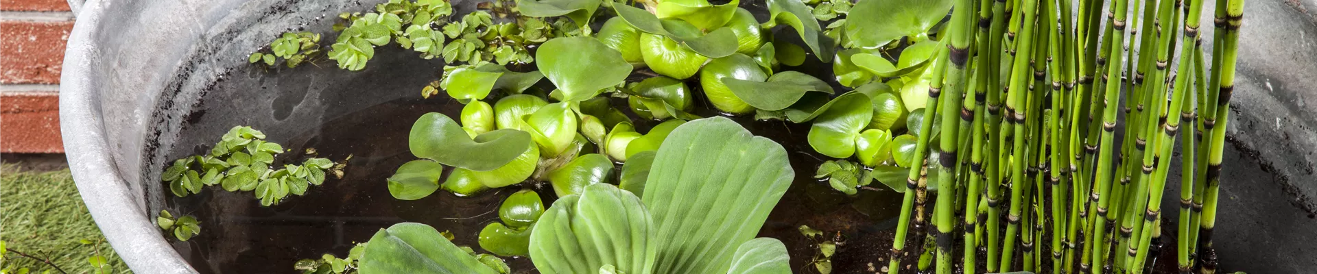 Pistia stratiotes Pistia stratiotes