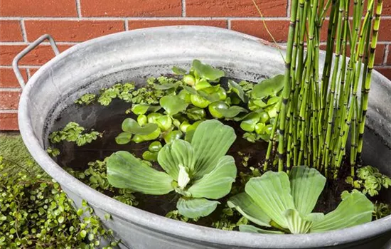 Der Mini-Teich – kleiner Teich ganz groß Der Mini-Teich – kleiner Teich ganz groß