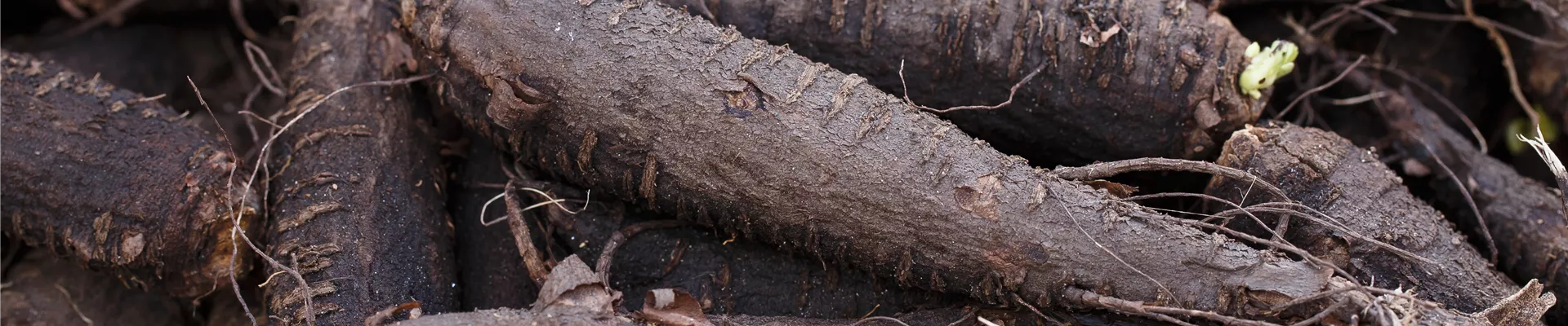 Mirabilis jalapa Mirabilis jalapa
