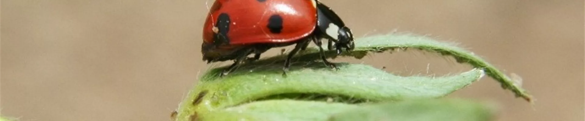 Siebenpunkt-Marienkäfer Siebenpunkt-Marienkäfer